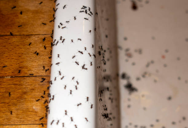 Best Local Pest Control Services  in Sicklerville, NJ