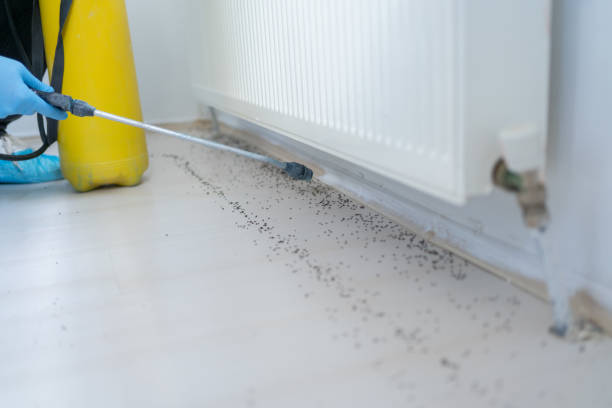 Wasp Removal Services in Sicklerville, NJ